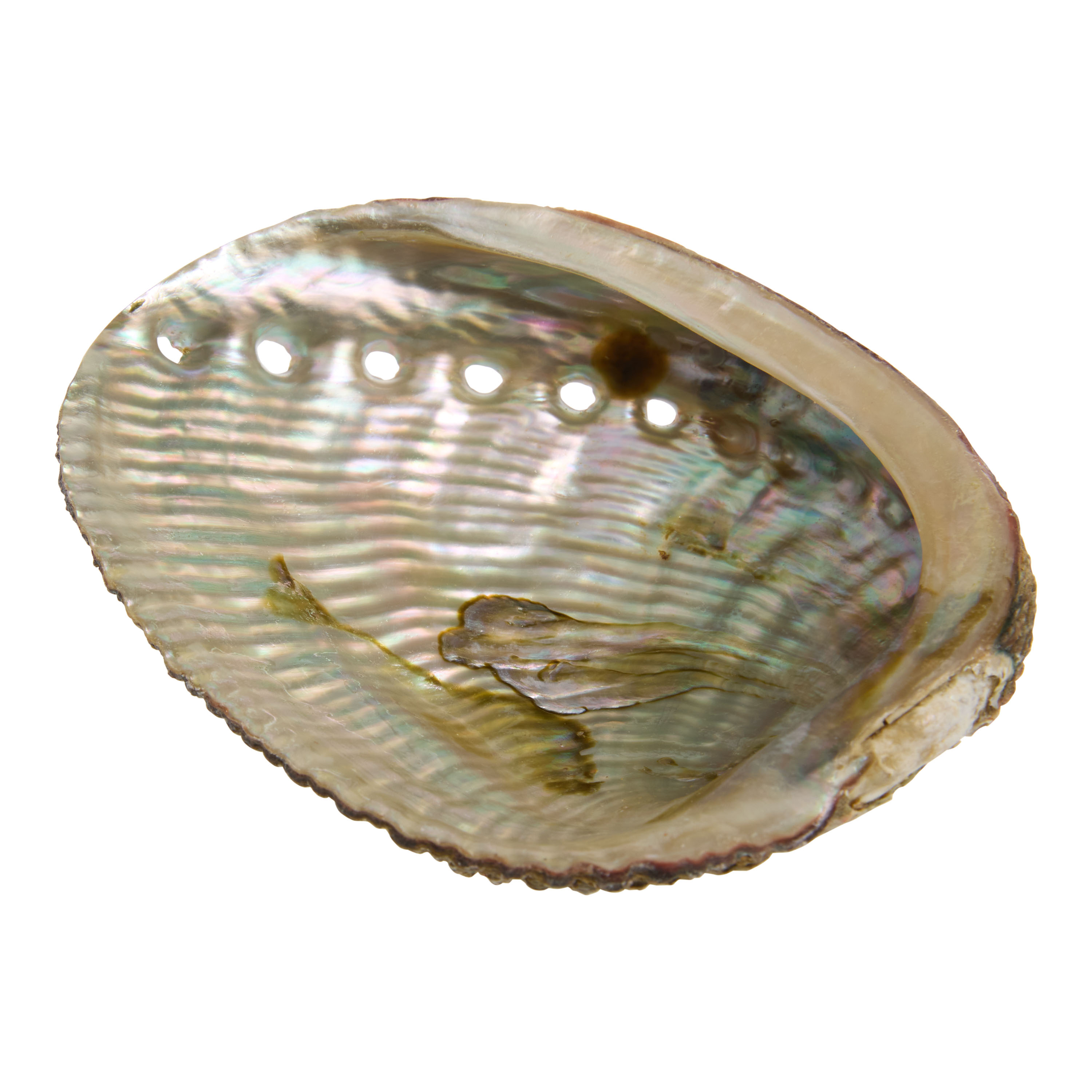 Natural Abalone Shell - World Market